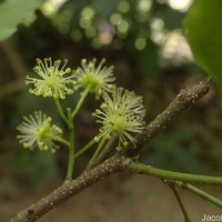 Flacourtia jangomas (Lour.) Raeusch.
